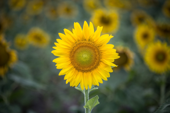 Van-Gogh | Sunflower 